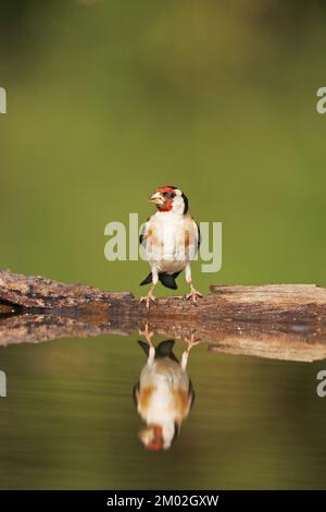 Chardonneret élégant Carduelis carduelis au bord de la piscine près de Tiszaalpar potable Hongrie Banque D'Images
