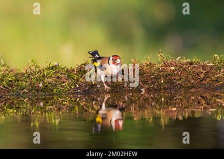 Chardonneret élégant Carduelis carduelis au bord d'une piscine à débordement près de Parc national de Kiskunsag Tiszaalpar Hongrie Juin 2017 Banque D'Images