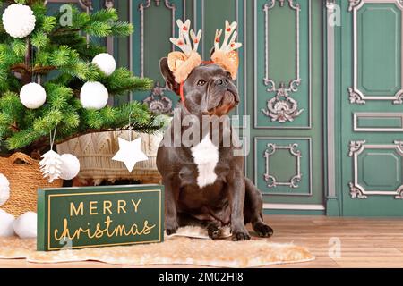 Chien Bulldog français noir avec bandeau de costume et bois assis à côté de la décoration de Noël devant le mur vert Banque D'Images