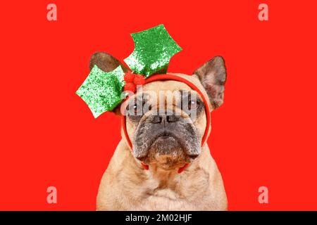 Fauve chien de Bulldog français de couleur avec serre-tête de GUI de Noël sur fond rouge Banque D'Images