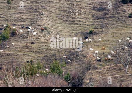 Paysages près de Bansko, rivière Mesta, moutons affluent sur la montagne Pirin, Balkans, Bulgarie Banque D'Images