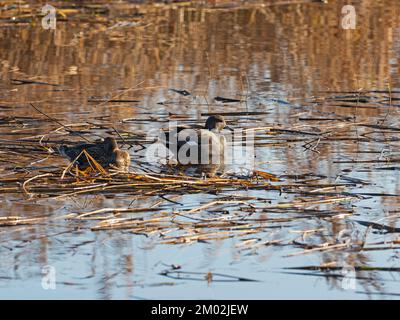 Paire d'anas strépera de Gadwall reposant sur des roseaux à coupe flottante, Ham Wall RSPB Reserve, Meare, Avalon Marshes, Somerset Levels and Moors, Angleterre, Royaume-Uni, Decem Banque D'Images