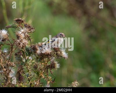 Carduelis carduelis carduelis, jeune élève de jeunes têtes de semis de chardon, Keyhaven et Lymington Marshes local nature Reserve, Hampshire, Engl Banque D'Images