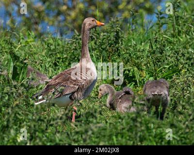 L'Anser anser d'oie graylag est adulte et des oisons se trouvent sur la rive à côté de South Drain, dans la réserve naturelle nationale de Shapwick Heath, dans les marais Avalon, dans le Somerset niveaux A. Banque D'Images