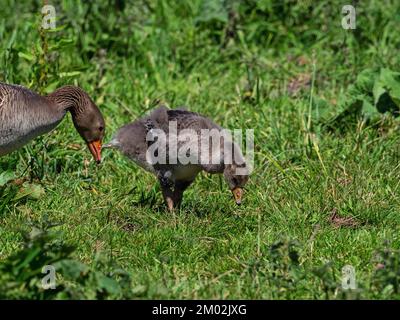 L'Anser anser d'oie graylag se nourrit d'adultes et d'oisons sur la rive à côté de South Drain, réserve naturelle nationale de Shapwick Heath, Avalon Marshes, Somerset L. Banque D'Images