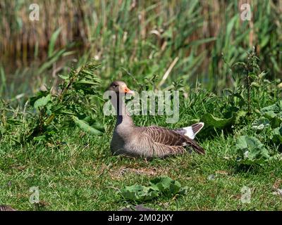 Grylag Oies Anser anser adulte reposant sur la rive à côté de South Drain, de la réserve naturelle nationale Shapwick Heath, des marais Avalon, des niveaux de Somerset et de Mo Banque D'Images