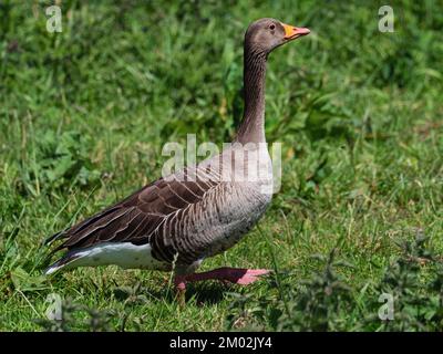 Grylag Goose Anser anser adulte sur la rive à côté de South Drain, de la réserve naturelle nationale Shapwick Heath, des marais Avalon, des niveaux Somerset et des Maures, Som Banque D'Images