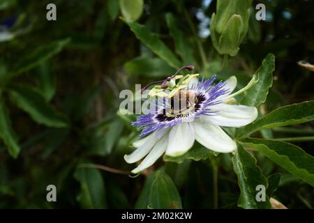 Fleur de passiebloem bleu avec abeille II Banque D'Images