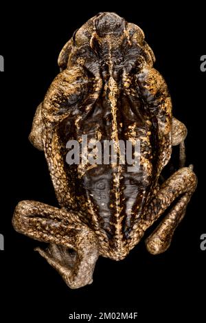 Crapaud de canne (port de plaisance de Rhinella) Banque D'Images