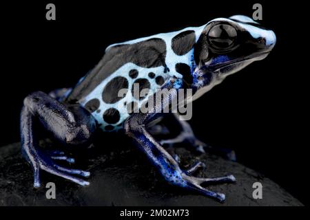 Teinture de la grenouille de dart (Dendrobates tinctorius) vrai Sipilawini Banque D'Images