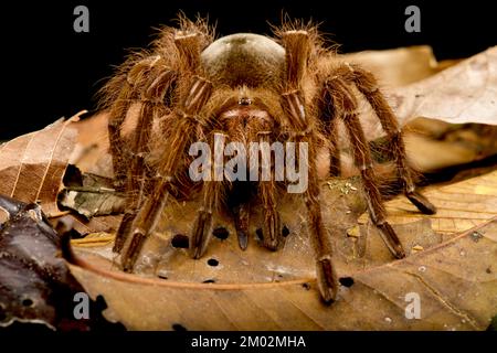 Araignée mangeant des oiseaux de Goliath (Theraphosa blondi) Banque D'Images