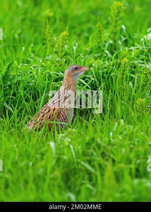 Corncrake Crex Crex mâle dans les prairies rugueuses, Balranald RSPB Reserve, North Uist, Outer Hebrides, Écosse, Royaume-Uni, mai 2022 Banque D'Images