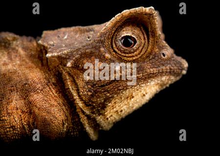 Feuille de chameleon plaquée (Brookesia stumpffi) Banque D'Images
