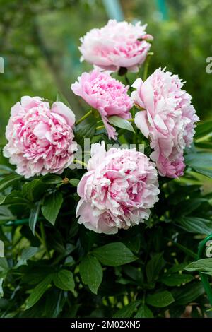 Paeonia lactiflora Sarah Bernhardt fleurit dans le jardin d'été Banque D'Images