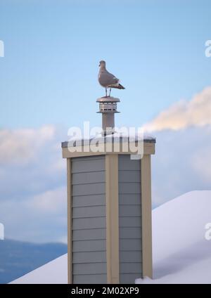 Mouette perching sur une cheminée dans un paysage hivernal Banque D'Images