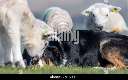 De jeunes agneaux curieux se rassemblent autour d'un chien de berger dans un champ. North Yorkshire, Royaume-Uni. Banque D'Images