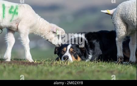 De jeunes agneaux curieux se rassemblent autour d'un chien de berger dans un champ. North Yorkshire, Royaume-Uni. Banque D'Images