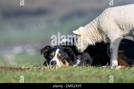 De jeunes agneaux curieux se rassemblent autour d'un chien de berger dans un champ. North Yorkshire, Royaume-Uni. Banque D'Images