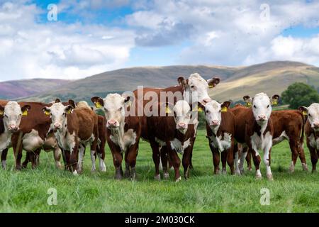 Pedigree les vaches et les veaux de Hereford qui bissent dans les pâturages des hautes terres près de Kirkby Lonsdale, Cumbria, Royaume-Uni. Banque D'Images