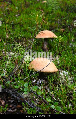 Boletus à capuchon orange. Boletus dans Taimyr. Champignons comestibles, beaux et délicieux. Banque D'Images