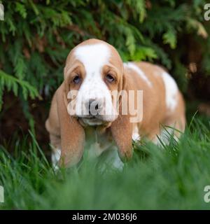 Chiot basset hound Banque D'Images