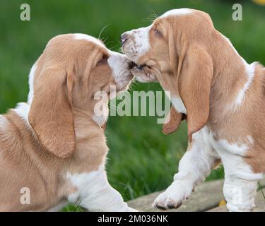 basset chien chiots jouer Banque D'Images