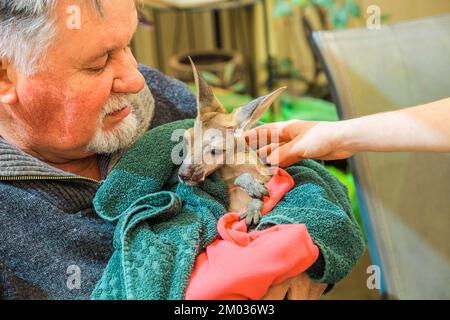 Coober Pedy, Australie-Méridionale -27 août 2019 : une rencontre intime et personnelle avec un kangourou nouveau-né est offerte aux visiteurs lors d'une visite de Coober Pedy Banque D'Images