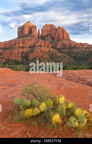 Pickly Pear cactus, près de la cathédrale, Sedona, AZ, Etats-Unis, Octobre, par Dominique Braud/Dembinsky photo Assoc Banque D'Images