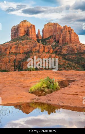 Pickly Pear cactus, près de la cathédrale, Sedona, AZ, Etats-Unis, Octobre, par Dominique Braud/Dembinsky photo Assoc Banque D'Images