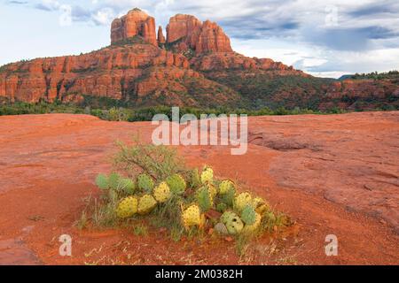 Pickly Pear cactus, près de la cathédrale, Sedona, AZ, Etats-Unis, Octobre, par Dominique Braud/Dembinsky photo Assoc Banque D'Images