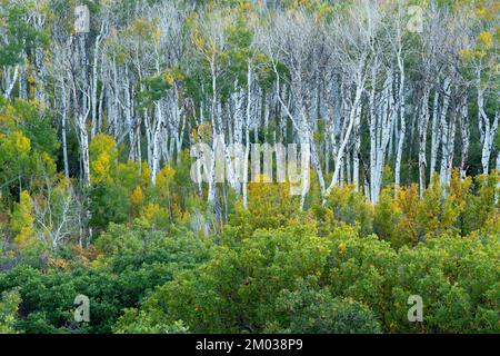 Trembles (Populus tremuloides). Forêt nationale de Grand Mesa, mi-septembre, CO, États-Unis, par Dominique Braud/Dembinsky photo Assoc Banque D'Images
