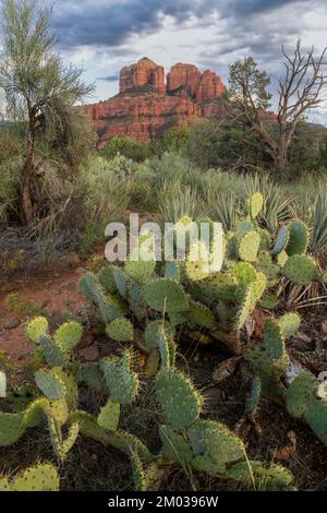 Pickly Pear cactus, près de la cathédrale, Sedona, AZ, Etats-Unis, Octobre, par Dominique Braud/Dembinsky photo Assoc Banque D'Images