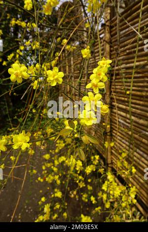 Des fleurs de jasmin d'hiver jaune citron fleurissent à côté de la clôture en bambou Banque D'Images