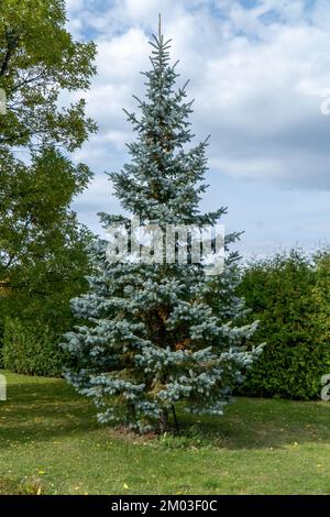 épicéa bleu dans le parc de la ville pendant un après-midi d'été Banque D'Images