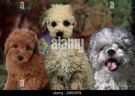 Des chiots magnifiques Banque D'Images