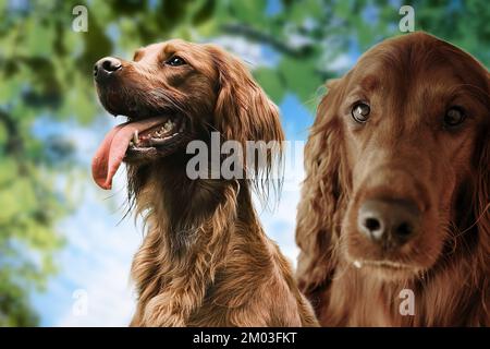 Le Setter irlandais (Red setter) est un setter, une race de chien de garde et de famille Banque D'Images