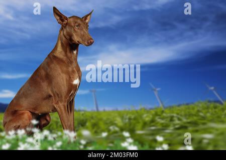 Le Pharaon Hound ou Kelb tal-Fenek tire son nom de la ressemblance avec les chiens représentés dans les tombes des pharaons égyptiens Banque D'Images