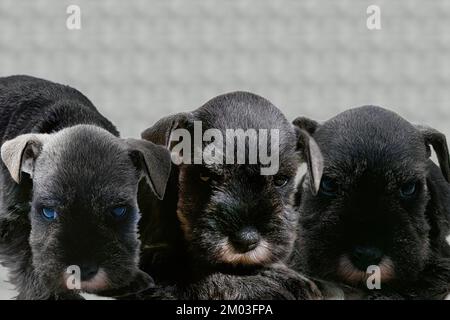 Chiots Zwergschnauzer (Pinscher) Banque D'Images