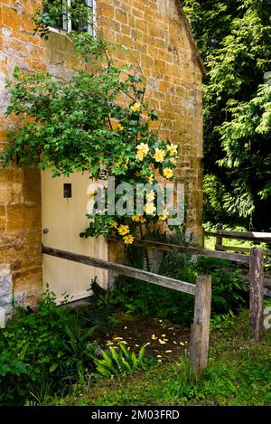 Des roses jaunes coulent sur un chalet anglais en calcaire dans le village Cotswold de Stanton. Banque D'Images