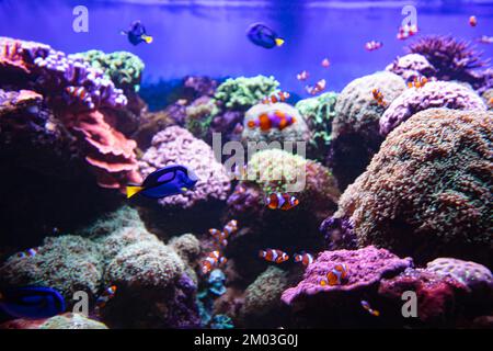 Poisson-clownfish et Blue Tang dans l'aquarium, papier peint Banque D'Images