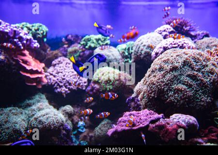 Poisson-clownfish et Blue Tang dans l'aquarium, papier peint Banque D'Images