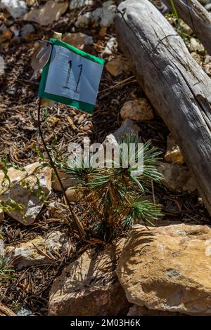 PIN de Bristlecone, Pinue longaeva, plantule près du centre d'accueil de Schulman Grove, forêt ancienne de pins de Bristlecone, forêt nationale d'Inyo, Cali Banque D'Images