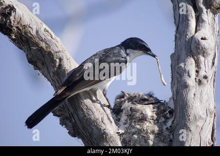 Un Flycatcher sans repos (Myiagra inquieta) enlevant un sac de déchets du nid. Bundaberg Australie Banque D'Images