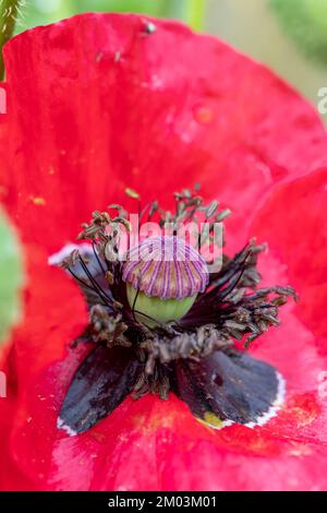 Macro des abeilles collectant le pollen des rhoeas de papaver, connu sous le nom de coquelicot commun, coquelicot de maïs, rose de maïs, coquelicot de champ, coquelicot de Flandre, et coquelicot rouge Banque D'Images