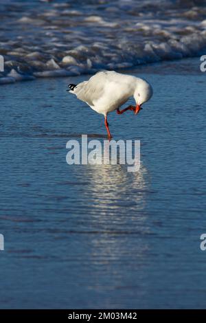 Mouette argentée (Larus novaehollandiae)Elliott Heads Australie. Banque D'Images