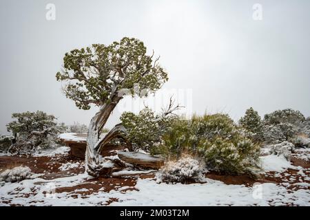 Juniper Tree dans la neige Banque D'Images