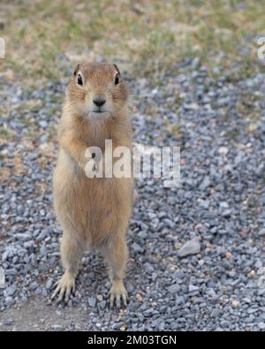 Écureuil de Cute Richardson debout dans les Prairies de l'Alberta, Canada. (Urocitellus richardsonii) Banque D'Images