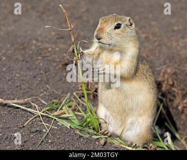 L'écureuil de Richardson mangeant de l'herbe. (Urocitellus richardsonii) Banque D'Images