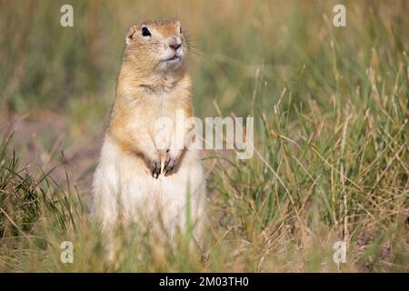 Portrait de Richardson sur l'écureuil, Alberta, Canada (Urocitellus richardsonii) Banque D'Images