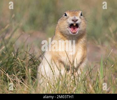 Appel d'alarme d'écureuil de Richardson, Prairies canadiennes. (Urocitellus richardsonii) Banque D'Images